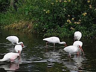 florida9