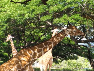 giraffe_eating giraffe_eating