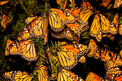 monarchs